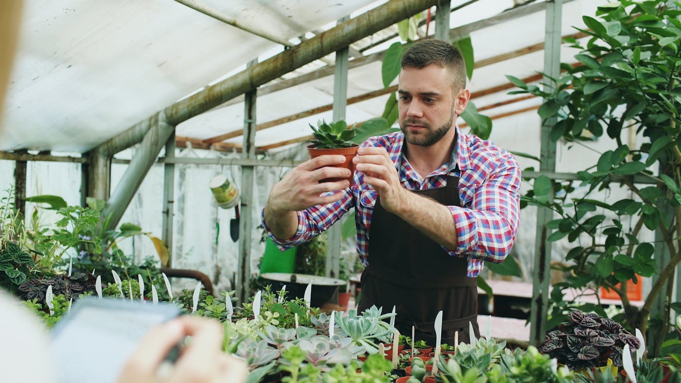 A grower tending plants in a greenhouse