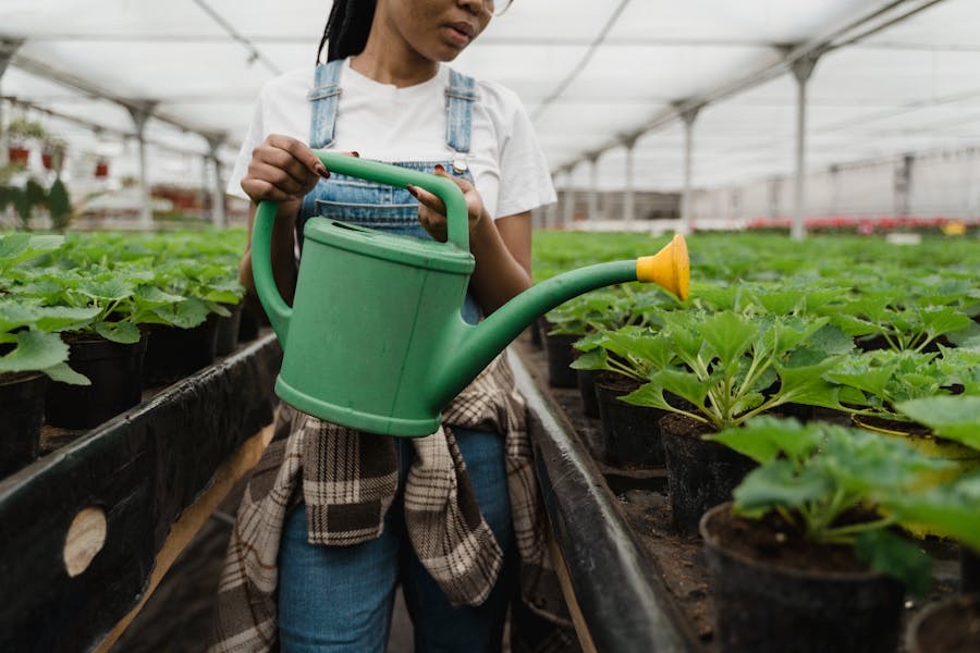 Calm greenhouse growing system with organized plant rows