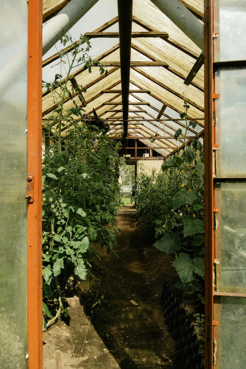 Lush greenhouse interior filled with plants